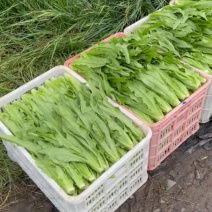 精品油麦菜，不窜苔，不黄叶，无斑点，大量下货中！！