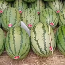 内蒙古沙地瓜皮薄瓤红糖份高个大均匀皮色靓畅销全国