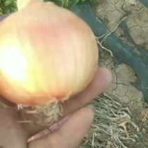 洋葱辣木一
