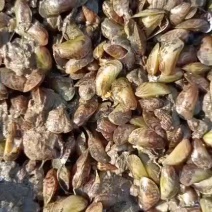 渤海湾船吸粘蛤每天大量有货需要的老板码头看货