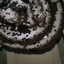 蜂蛹