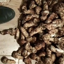 还有半个月松茸就没有了，需要的赶紧预定了