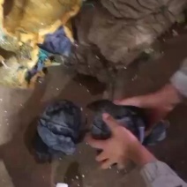 紫甘蓝有货，需要的联系