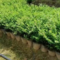 苗圃供应园林绿化多年生草本满天星杯苗锥石竹杯苗量大从优
