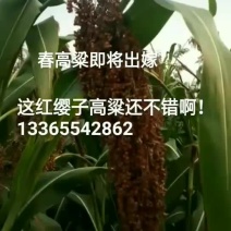 红高粱