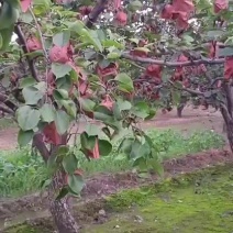 皇冠梨