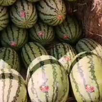 头茬金城五号自生苗现货货源充足