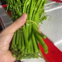 龙须菜够粗够嫩