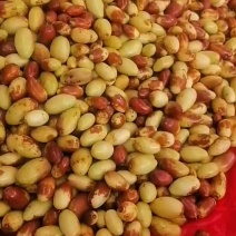 马牙枣