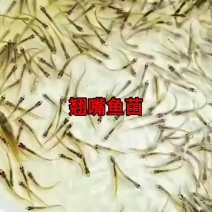 淡水白鱼、翘嘴白(壳)，10日内保成活率达95%