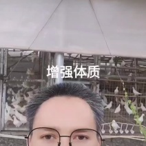 乳鸽天下