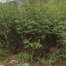 大红袍花椒苗