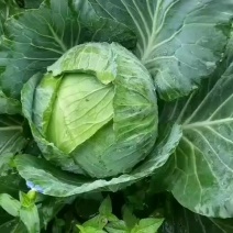 富硒之都高山包菜