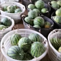 麒麟瓜，美都，小薄皮，脆甜奭口