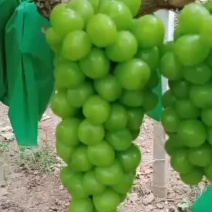 葡萄阳光玫瑰葡萄陕西大荔县阳光玫瑰葡萄质量保证货源充足