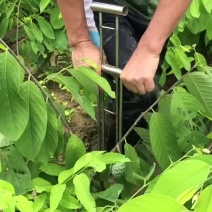 凤梨释迦果苗\正品嫁接苗直生苗\苗木靓丽