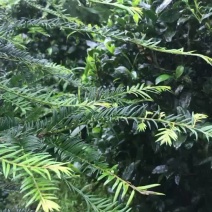 云南山里种植红豆杉5年龄出售，树形好，量不多欢迎咨询订购