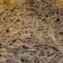 欢迎搞冰虾的来