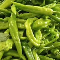 尖椒，青尖椒。椒王大量上市，产地直供货源充足，欢迎采购
