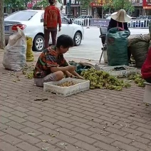 大榛子上量了价格美丽