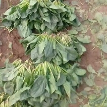 黑苗小菠菜