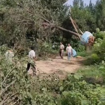 榆树全冠榆树原生树榆树土球裸根上车绿化工程苗