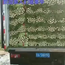 河北芹菜西芹大量上市产地直发全国发货欢迎咨询