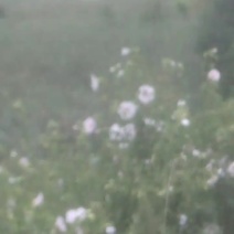 苹果