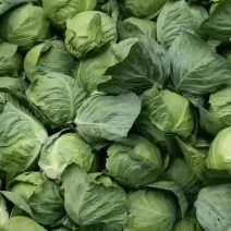 太白县圆包菜