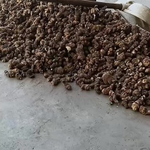 重楼，又叫七叶＿枝花