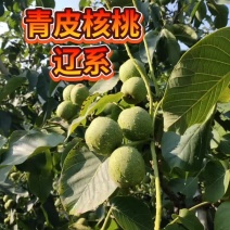 青皮核桃
