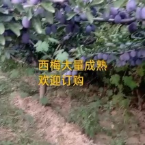 晋中市榆次区西梅大量成熟，欢迎新老朋友，前来订购