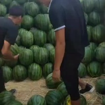 东北地雷瓜