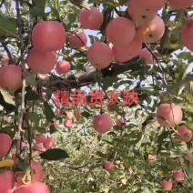 陕西省延安市宜川县嘎啦苹果