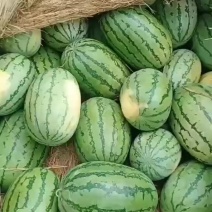 西沙瓜在宁河