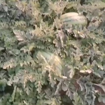 头茬金城五号