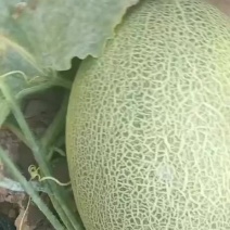 蜜瓜