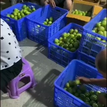 每天出货几千斤