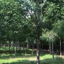 处理白蜡12公分13公分15公分白蜡10公分白蜡苗圃直供