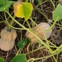 小金香南瓜