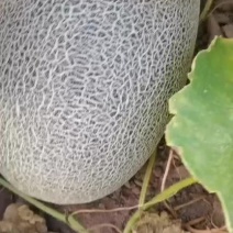 蜜瓜