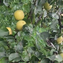 皇冠梨