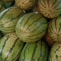宁夏西沙瓜在宁河