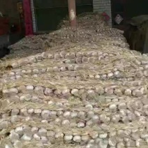 山东肖庄大蒜市场，专业供应东北独头蒜种，金乡蒜种，杂交蒜