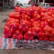 精品红白柚子