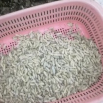 蜂蛹