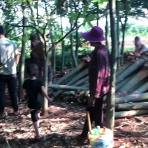 发财树种植户