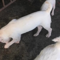 下司犬，师傅狗后带，公，母都有。