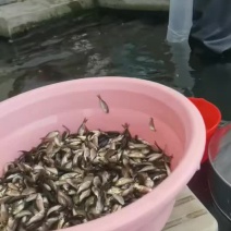 鲫鱼