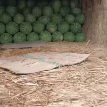 今天特价西沙瓜在宁河